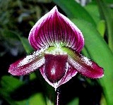 hsinying web 11 x october rainbow